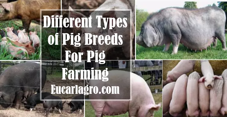 Types of Pig Breeds For Pig Farming