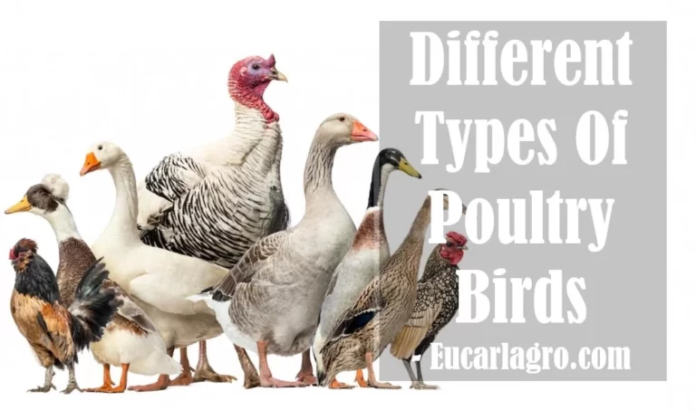 7 Different Types Of Poultry Birds