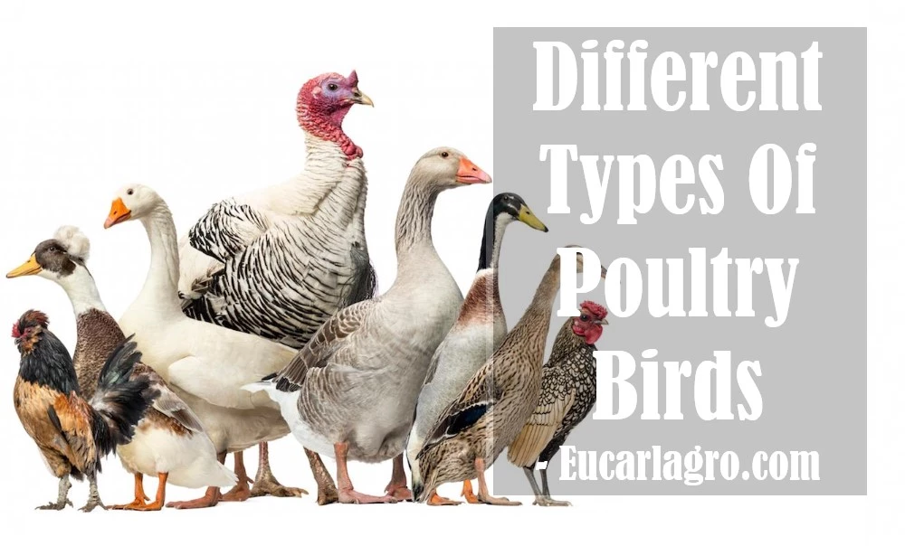 7 Different Types Of Poultry Birds 