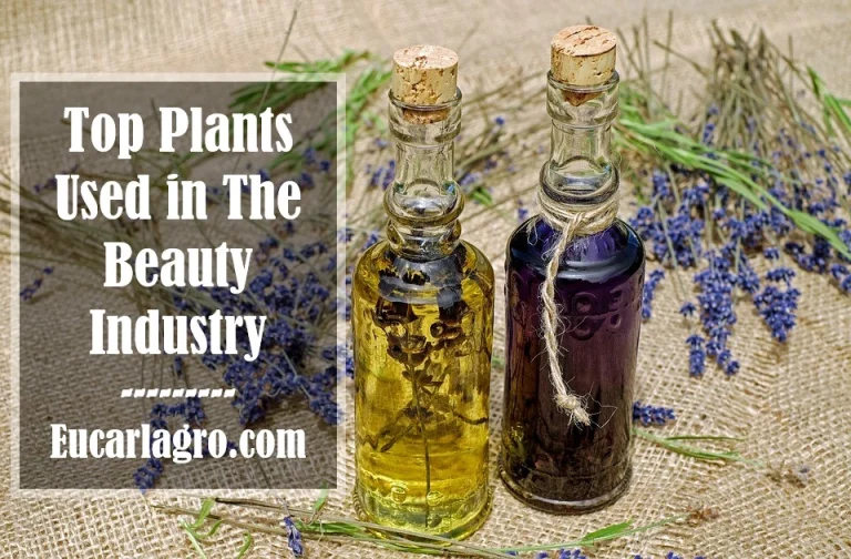 Top 10 Plants Used in The Beauty Industry