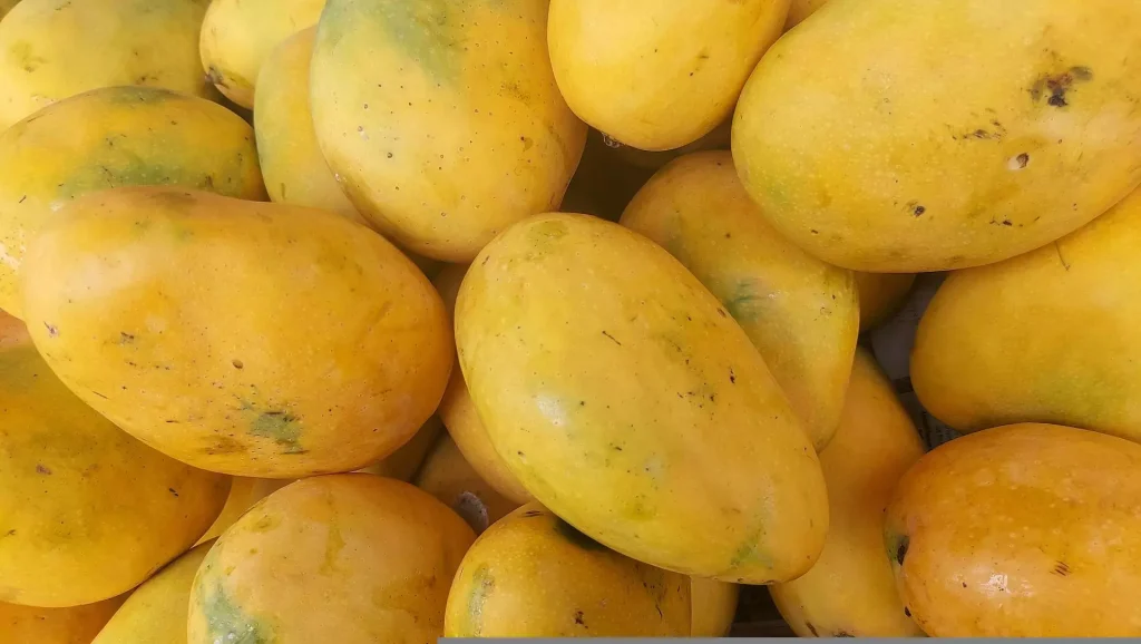 Best Types Of Mangoes With Their Commercial Value