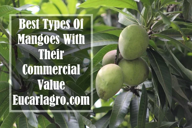 Best Types Of Mangoes With Their Commercial Value