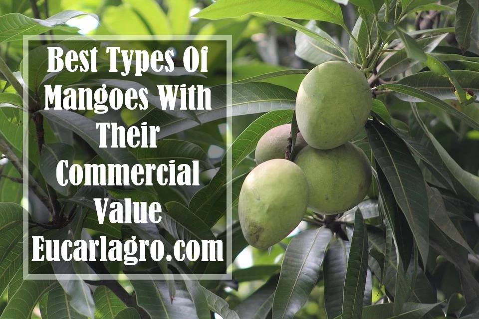 Best Types Of Mangoes