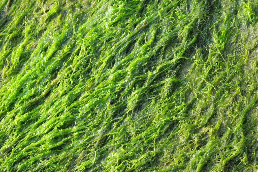 The economic benefits of algae farms