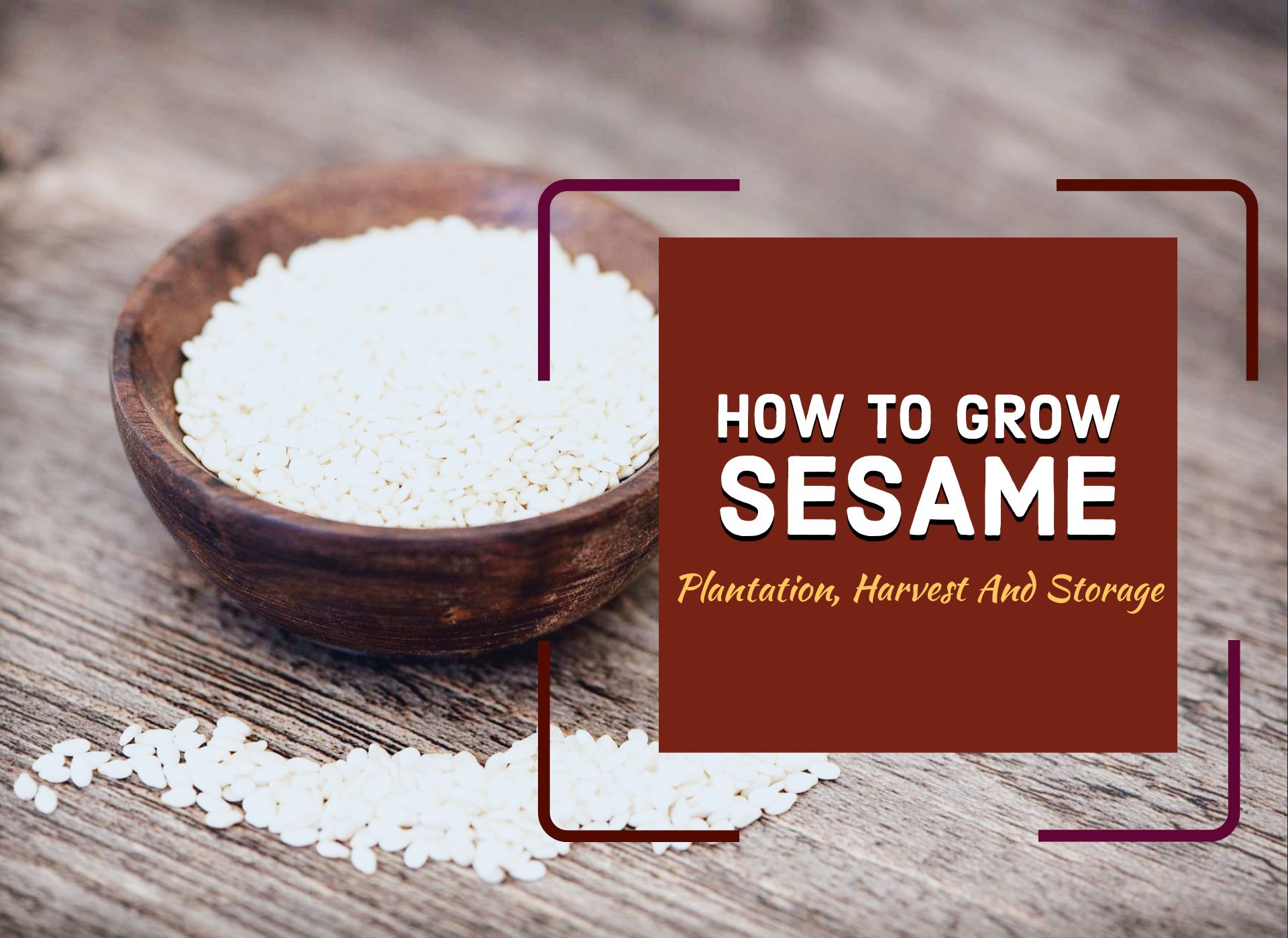 How To Grow Sesame: Plantation, Harvest and Storage
