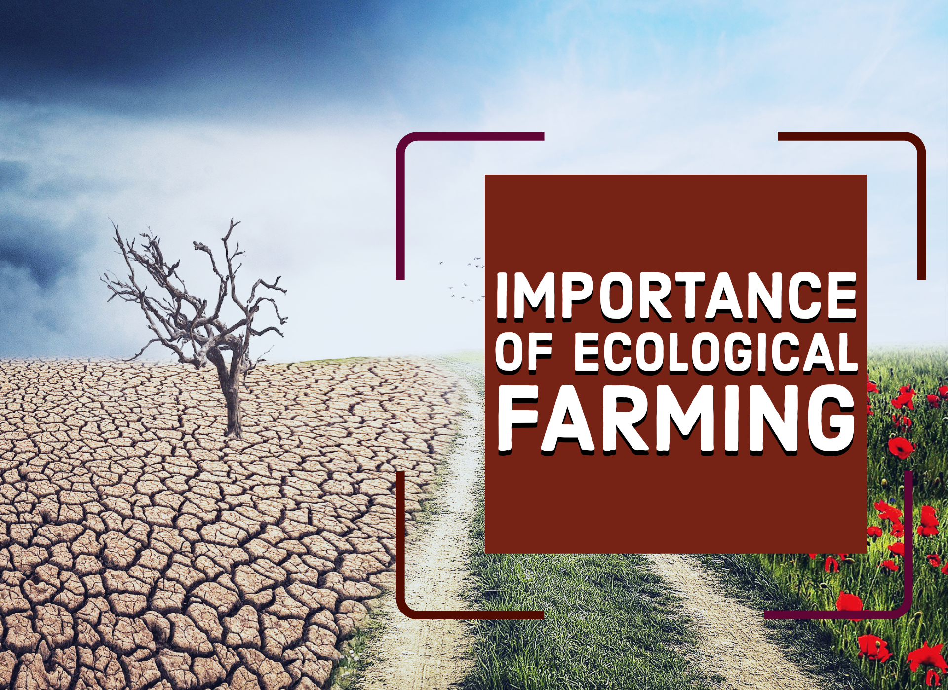 Importance Of Ecological Farming