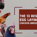 The 13 Best Egg Laying Chicken Breeds