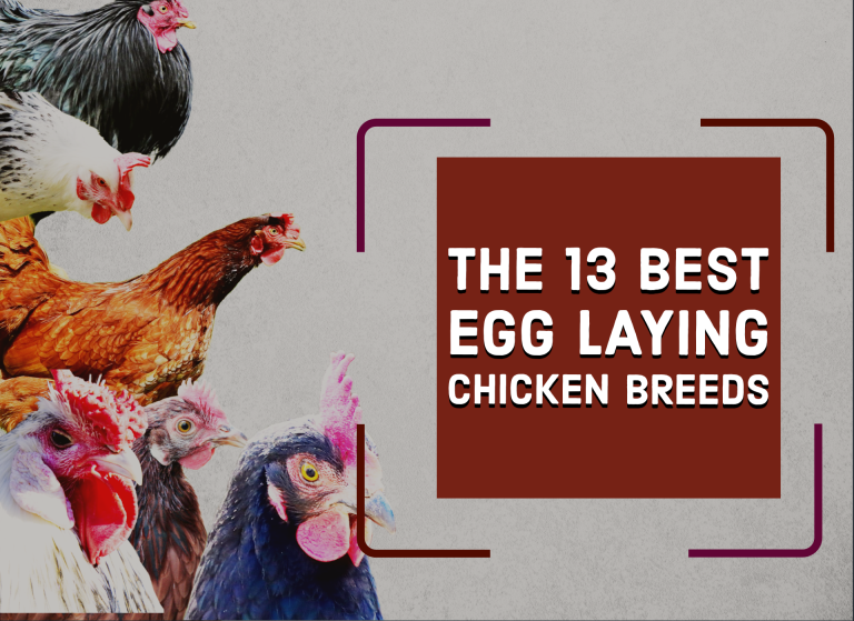 The 13 Best Egg Laying Chicken Breeds