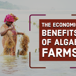 The Economic Benefits Of Algae Farms