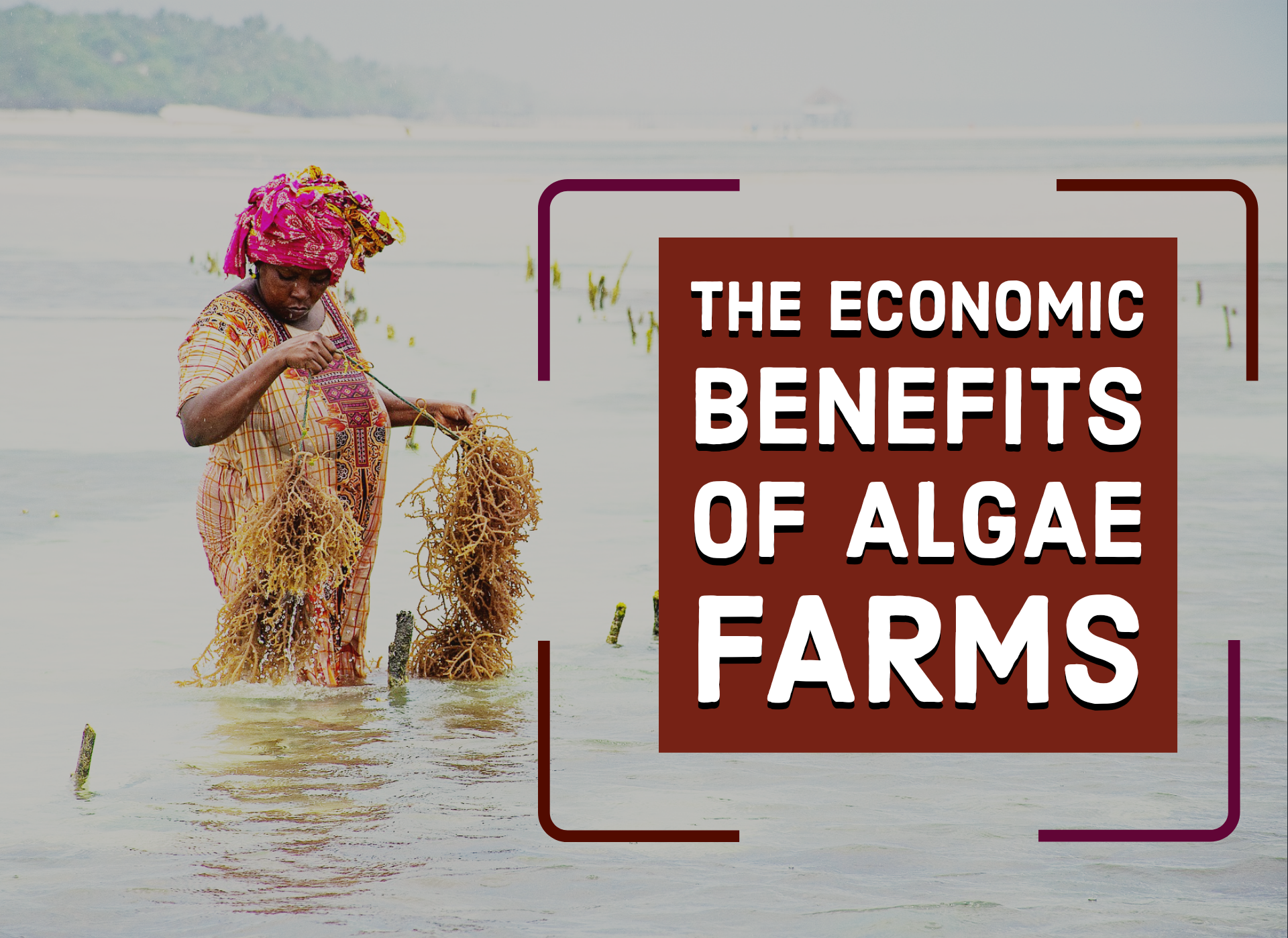 The Economic Benefits of Algae Farms