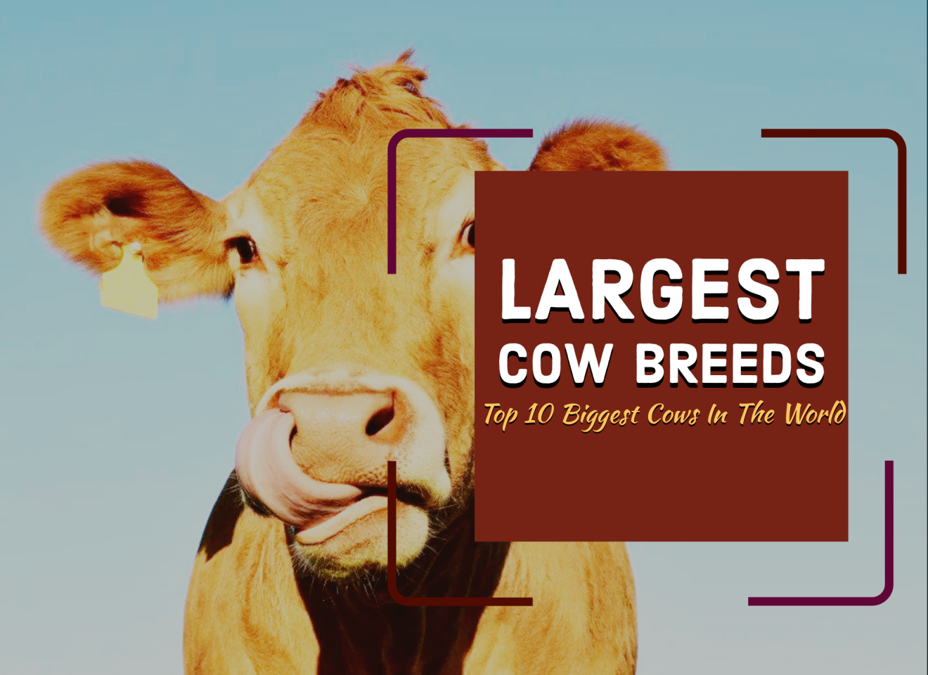 largest-cow-breeds-top-10-biggest-cows-in-the-world