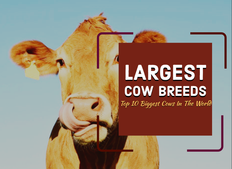 Largest Cow Breeds: Top 10 Biggest Cows In The World