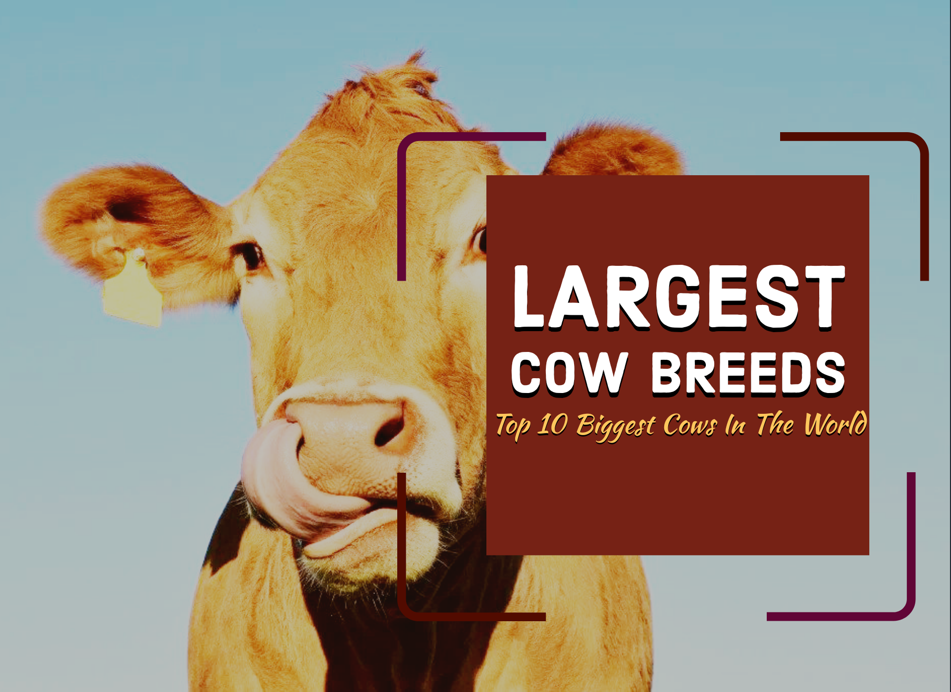 Top 10 Biggest Cows In The World
