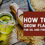 How To Grow Flax For Oil And Fibre