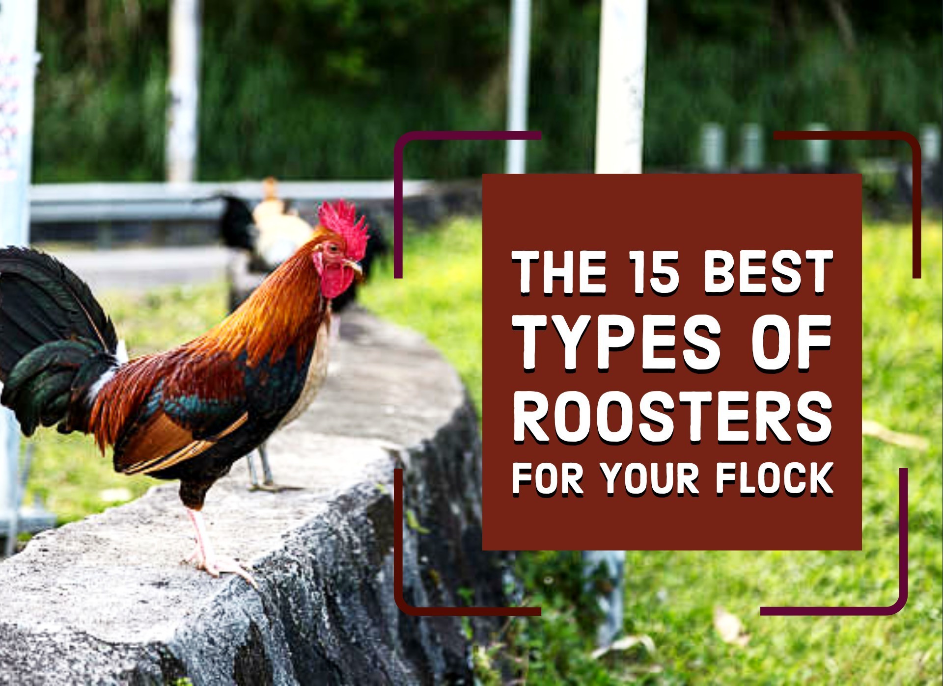 The 15 Best Types of Roosters For Your Flock