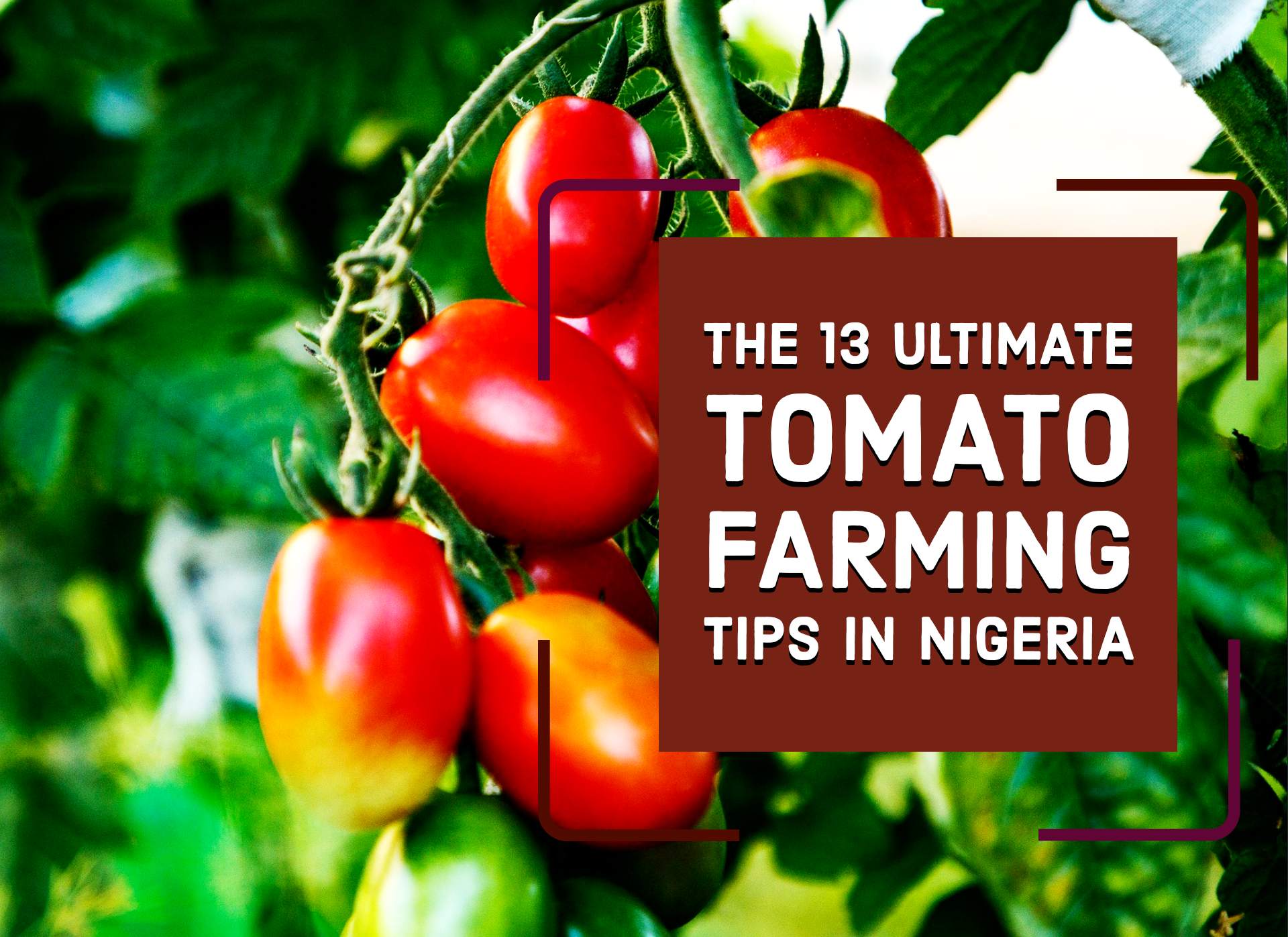 The 13 Ultimate Tomato Farming Tips in Nigeria