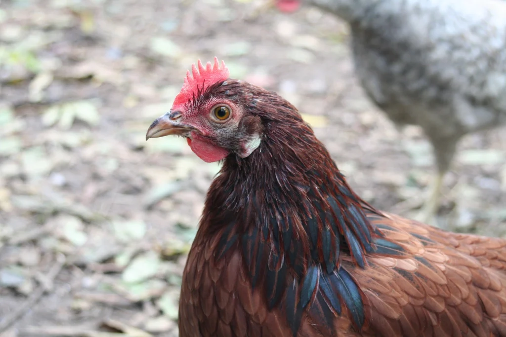 The 13 Best Egg Laying Chicken Breeds: the Rhode Island red 