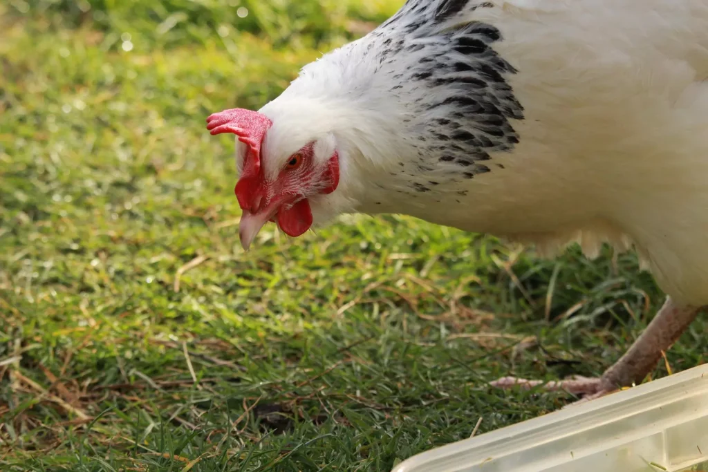 The 13 Best Egg Laying Chicken Breeds: Sussex chicken 