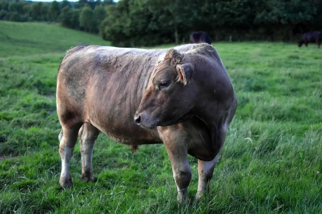 Top 10 biggest cows in the world: German Angus