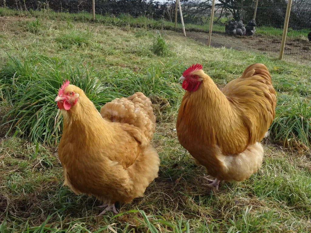 The 13 Best Egg Laying Chicken Breeds: Buff Orpington 