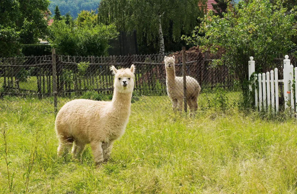 Types of wool: Alpaca