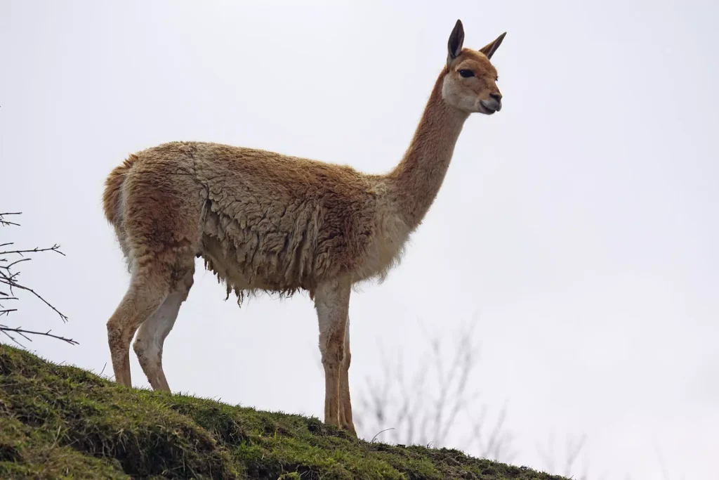 Types of wool: Vicuna