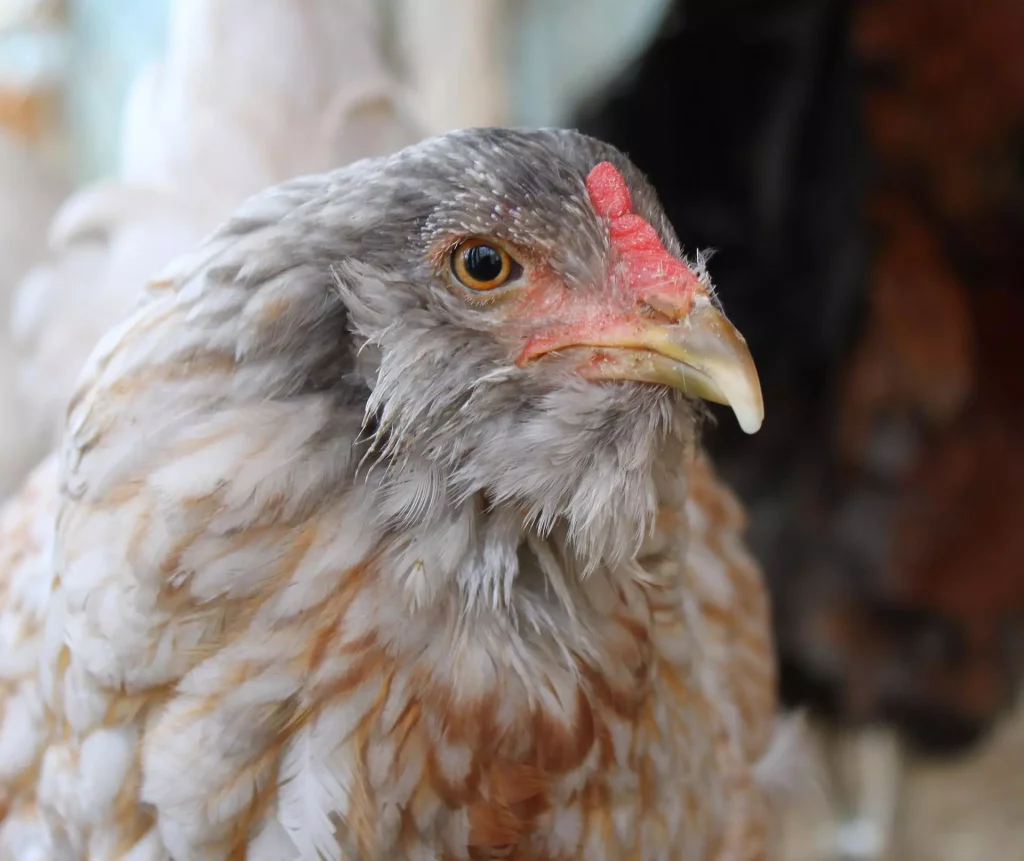 The 13 Best Egg Laying Chicken Breeds: Ameraucana