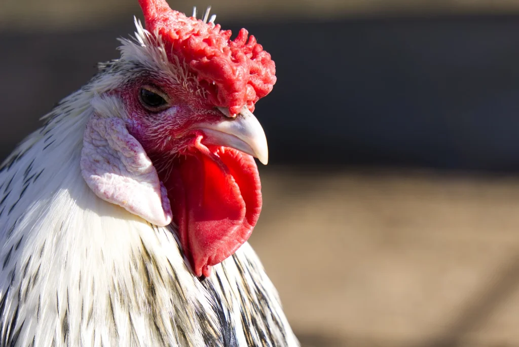 The 13 Best Egg Laying Chicken Breeds: Hamburg chicken