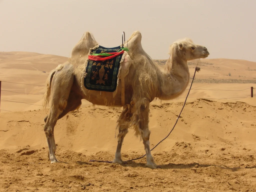 Types of wool: Camel