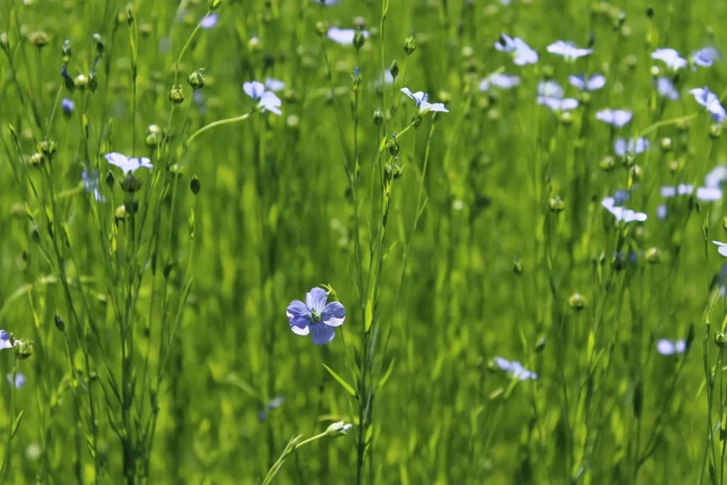 How to grow flax: what is flax?
