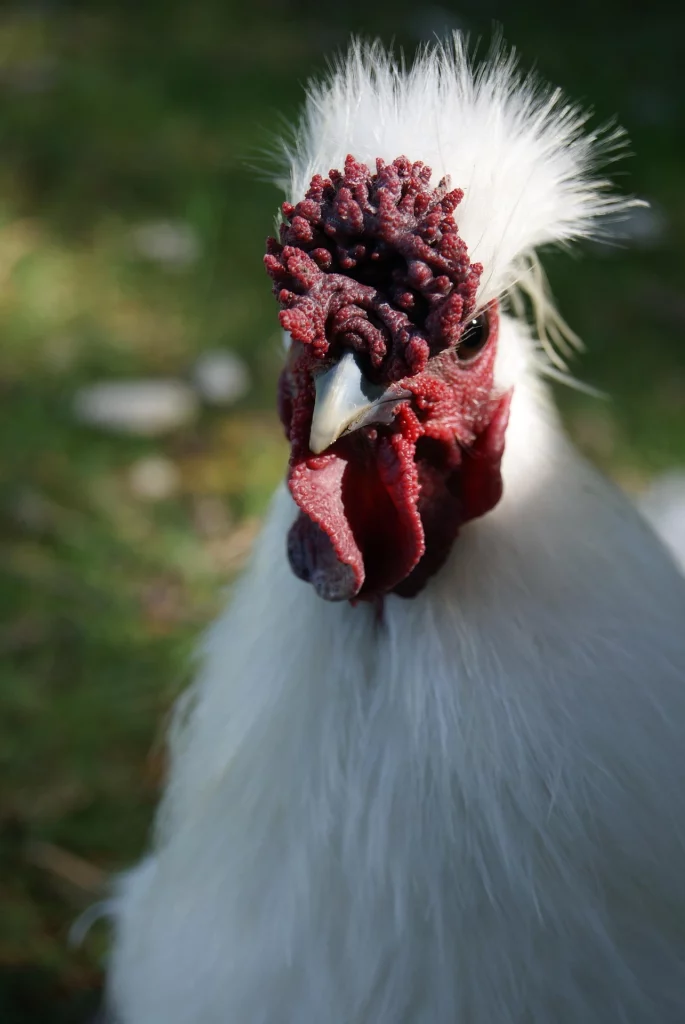 The 15 Best Types of Roosters For Your Flock: Silkie Rooster