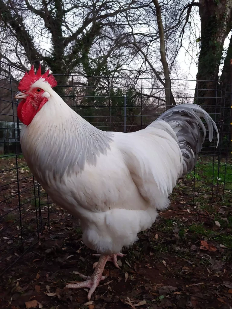 The 15 Best Types of Roosters For Your Flock: Sussex Rooster