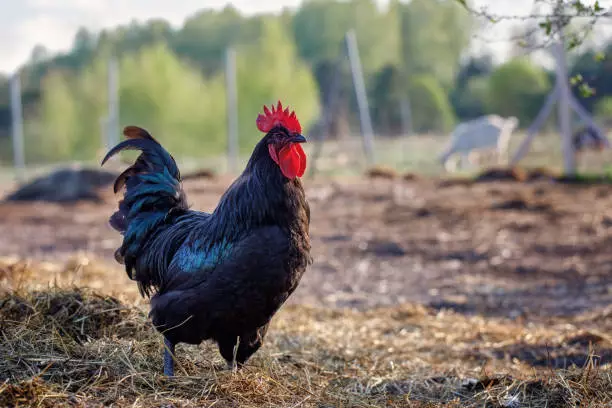 The 15 Best Types of Roosters For Your Flock: Australorp Rooster