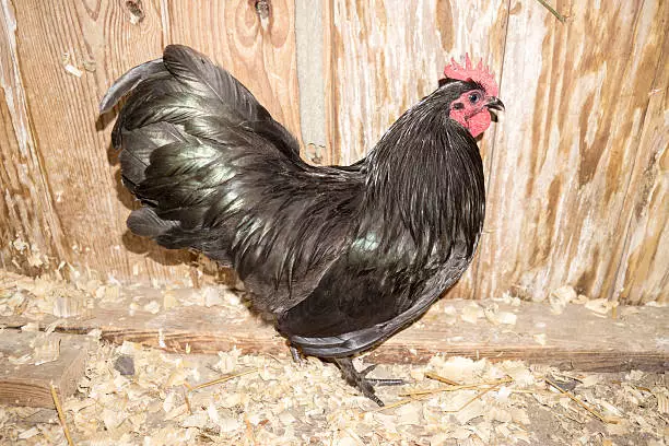 The 15 Best Types of Roosters For Your Flock: Langshan Rooster