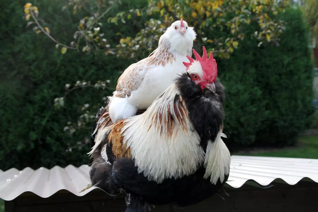 The 15 Best Types of Roosters For Your Flock: Faverolle Rooster