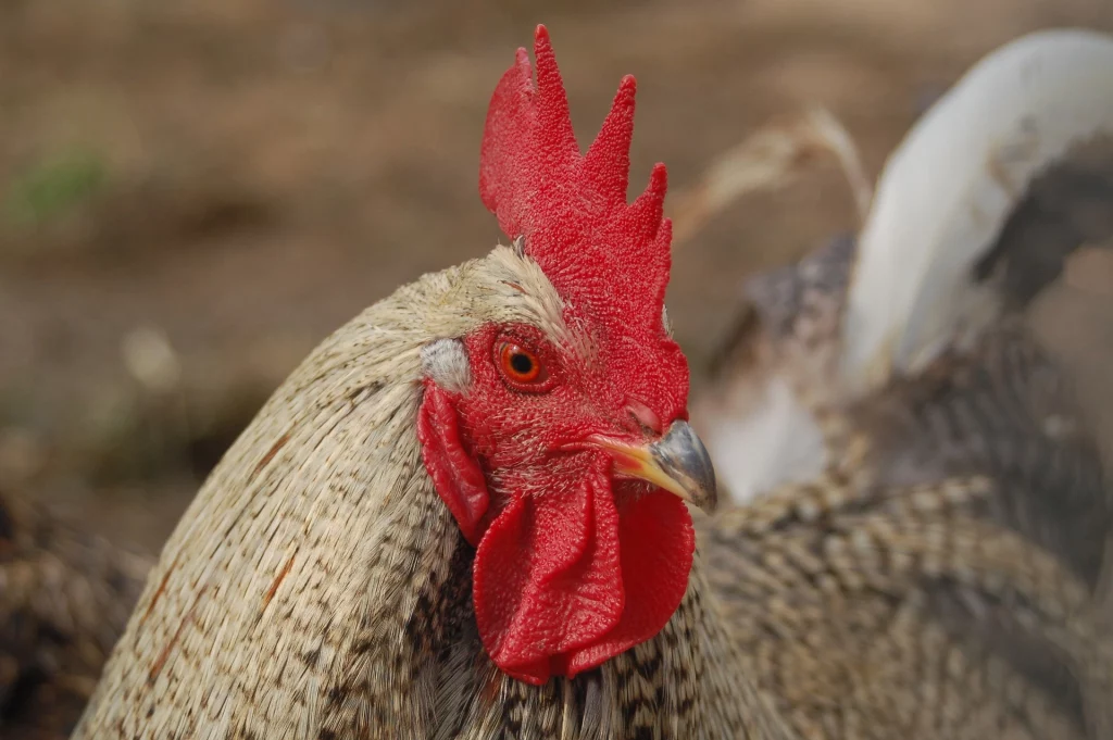 The 15 Best Types of Roosters For Your Flock: Cochin Rooster