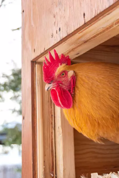 The 15 Best Types of Roosters For Your Flock: Buff Orpington Rooster