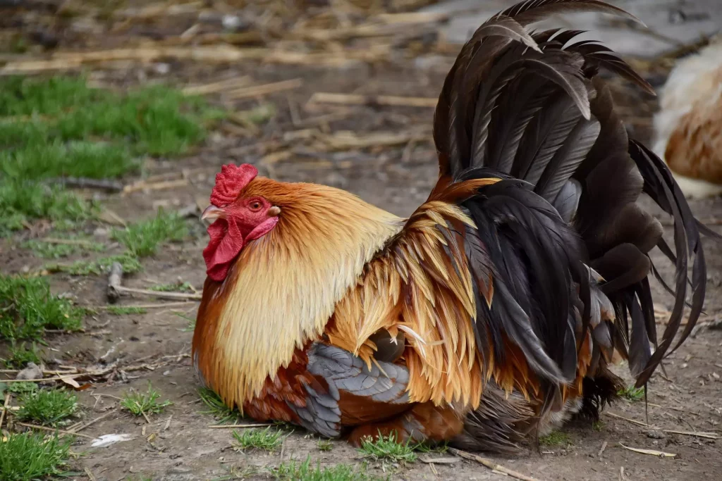 The 15 Best Types of Roosters For Your Flock: Java Rooster