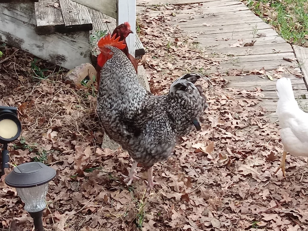 The 15 Best Types of Roosters For Your Flock: Plymouth Rock Rooster