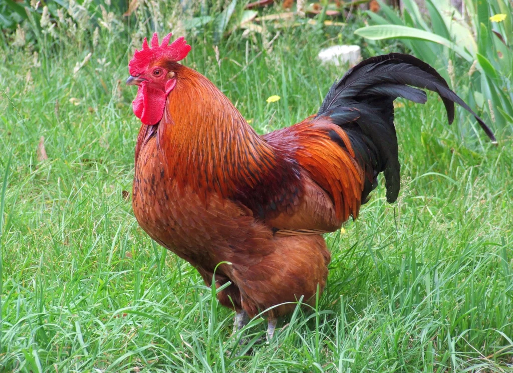 The 15 Best Types of Roosters For Your Flock: Rhode Island Red Rooster