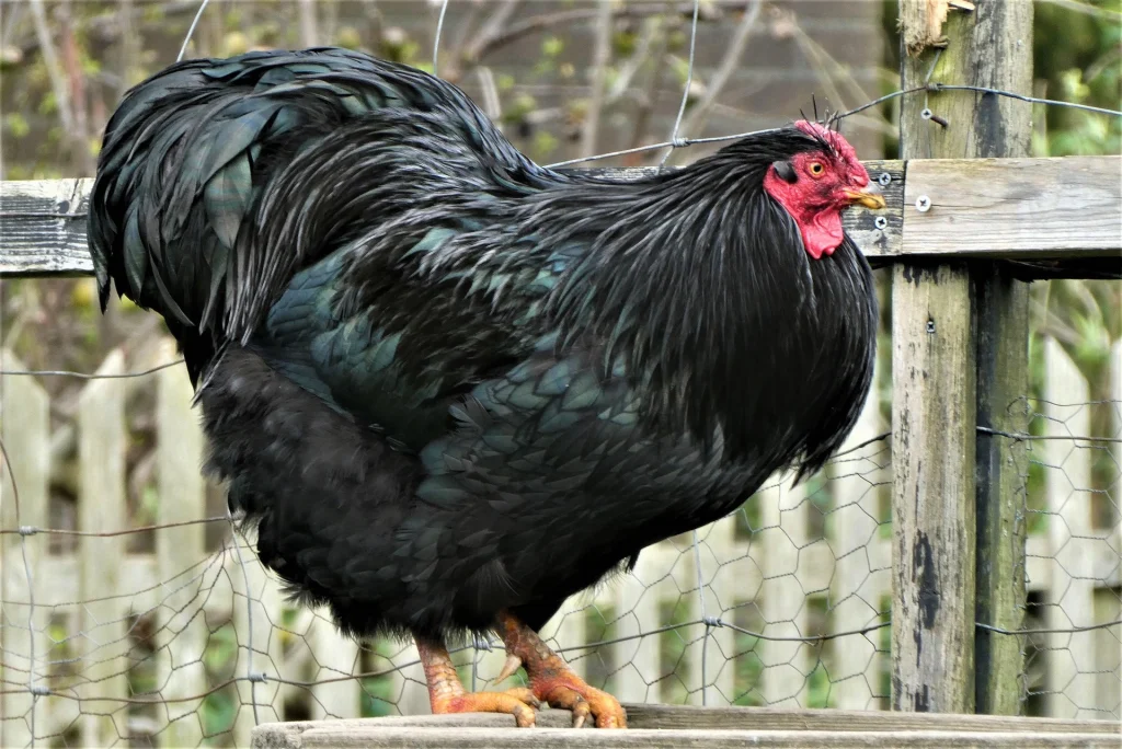 The 13 Best Egg Laying Chicken Breeds: Australorp 