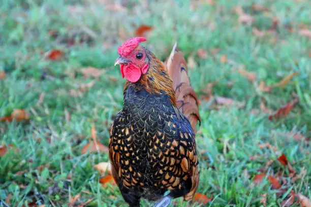 The 15 Best Types of Roosters For Your Flock: Sebright Rooster