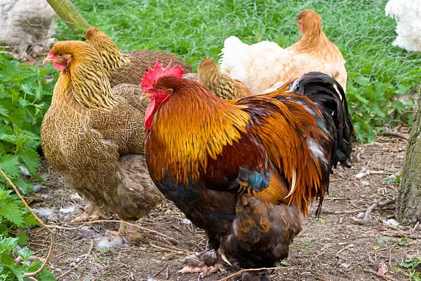 The 15 Best Types of Roosters For Your Flock: Barbu D'Uccle Rooster
