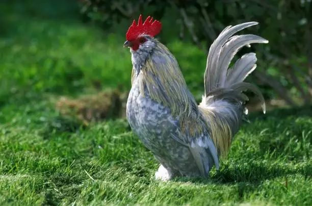 The 15 Best Types of Roosters For Your Flock: Barbu D'Uccle Rooster