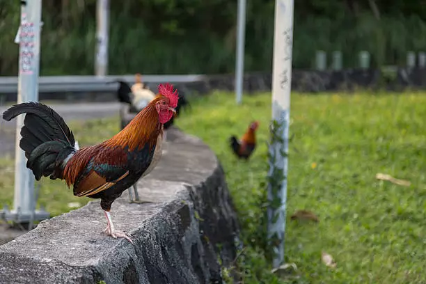 The 15 Best Types of Roosters For Your Flock: Welsummer Rooster