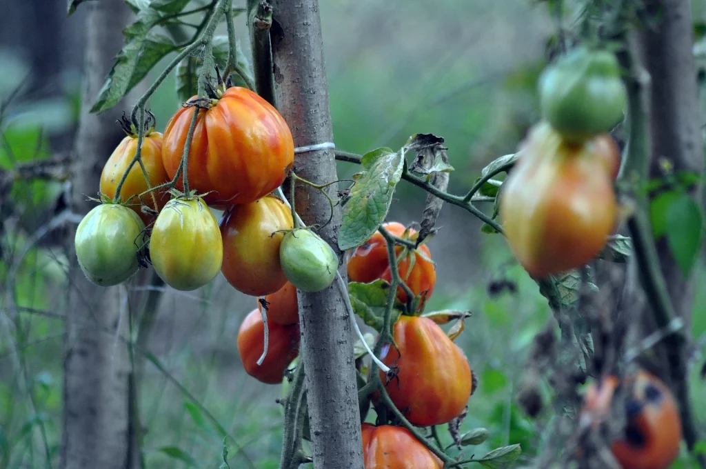 The 13 Ultimate Tomato Farming Tips in Nigeria: Stack your tomatoes 
