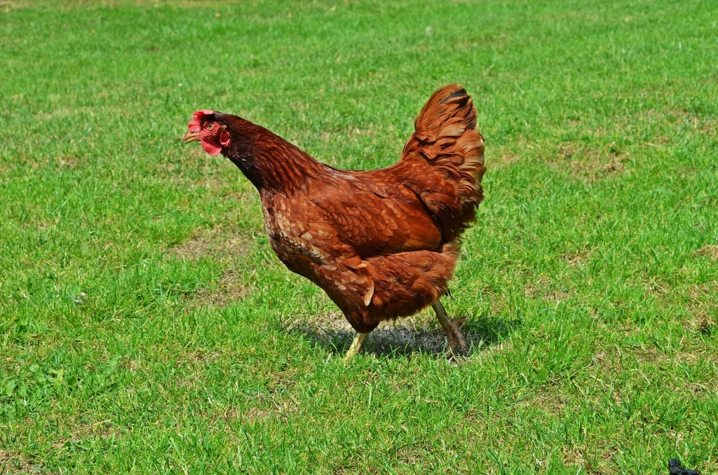The 13 Best Egg Laying Chicken Breeds: Lohmann Brown
