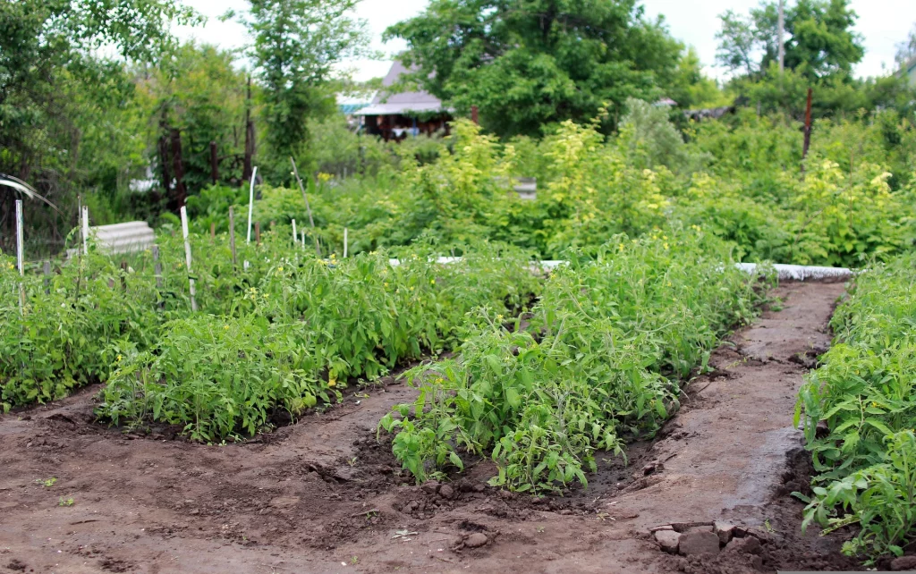 The 13 Ultimate Tomato Farming Tips in Nigeria