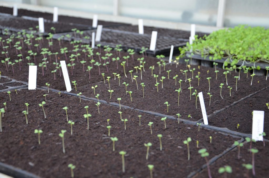 The 13 Ultimate Tomato Farming Tips in Nigeria: Prepare Nursery