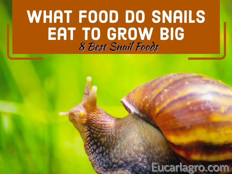 What Food Do Snails Eat To Grow Big: 8 Best Snail Foods